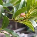 Artabotrys madagascariensis Fruitua
