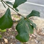 Quercus nigra Blad