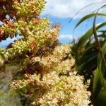 Dracophyllum verticillatum Flor