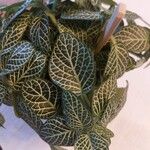 Fittonia albivenis Лист