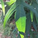 Solanum nudum Leaf