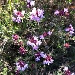 Thymus vulgaris Квітка