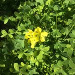 Oxalis pes-caprae Kwiat