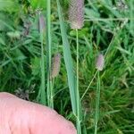 Phleum alpinum ഇല