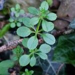 Galium verrucosum Hoja