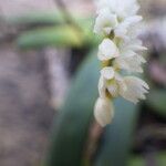 Bolusiella zenkeri Flower