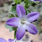 Campanula isophylla Blüte