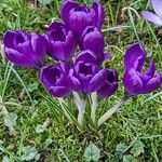 Crocus vernus عادت داشتن