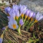 Crocus versicolor Habitus