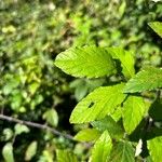 Rubus discolor برگ