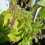 Ocimum campechianum Blad