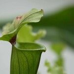 Sarracenia flava Hostoa