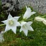 Campanula alliariifolia Flor