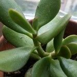 Crassula ovata অন্যান্য