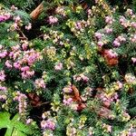 Erica carnea Drugo