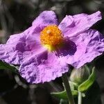 Cistus creticus Λουλούδι
