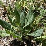 Knautia dipsacifolia 叶