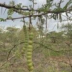 Vachellia nilotica Fruto