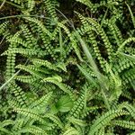 Asplenium trichomanes Φύλλο
