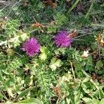 Cirsium acaulon 形態