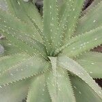 Aloe gariepensis Leaf