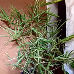 Arundinaria fortunei Libunga