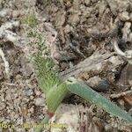 Crypsis schoenoides Habit