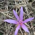 Colchicum bulbocodium Muu