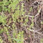 Galium virgatum Habit