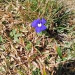 Gentiana brachyphyllaFlower