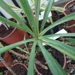 Cordyline stricta Leaf