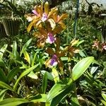 Cattleya bicolor Virág