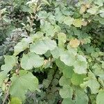 Cercis occidentalis Hostoa