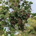 Anacardium occidentale Leaf