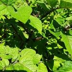 Solanum tuberosum Levél