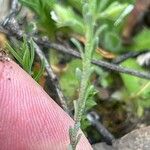 Alyssum granatense Hoja