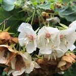 Dombeya burgessiae Цвят