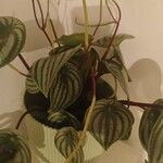 Peperomia argyreiaLeaf