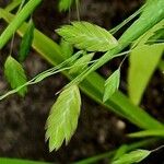 Chasmanthium latifolium Плод