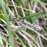 Carex flacca Feuille