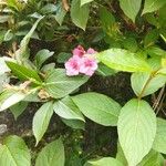 Weigela floridaപുഷ്പം