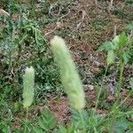 Phalaris aquatica Fula