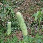 Phalaris aquatica Fiore