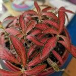 Fittonia albivenis