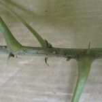 Conceveiba guianensis Други