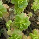 Sedum confusum Blad