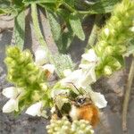 Stachys rectaFlower