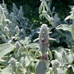 Stachys byzantinaFlower