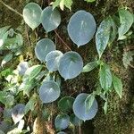 Peperomia peltilimba 形態