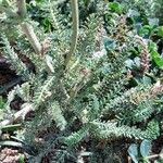 Achillea setacea Fuelha